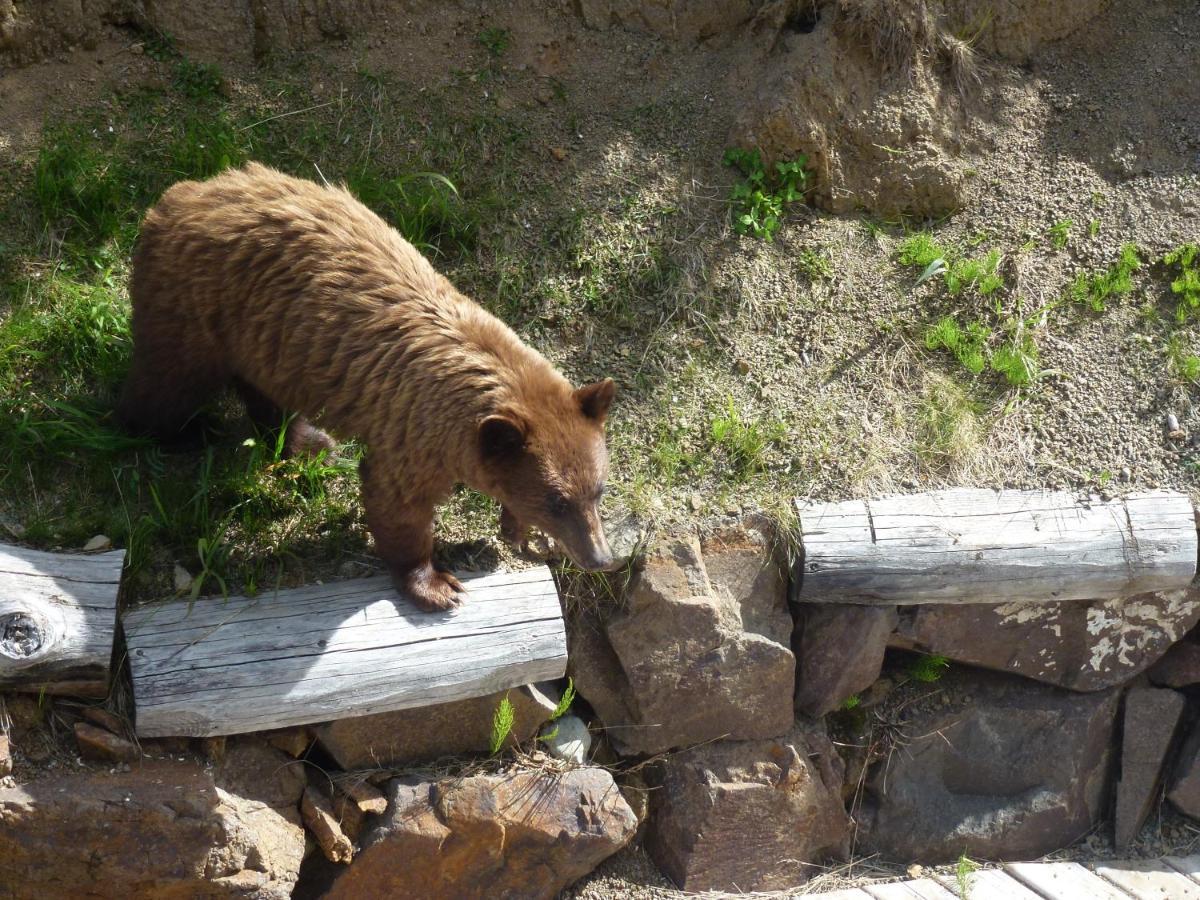 Little Black Bear Lodge/B&B Bridge Lake 외부 사진