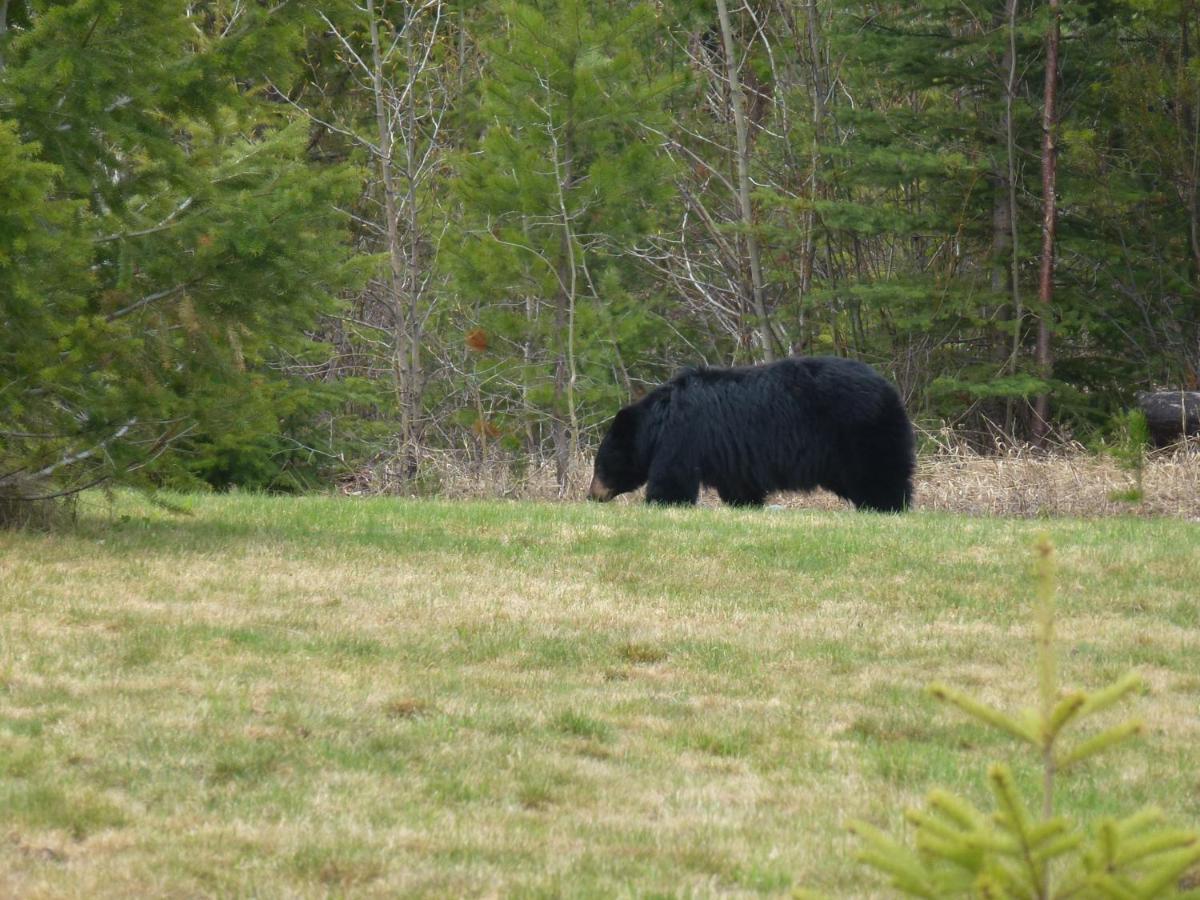 Little Black Bear Lodge/B&B Bridge Lake 외부 사진