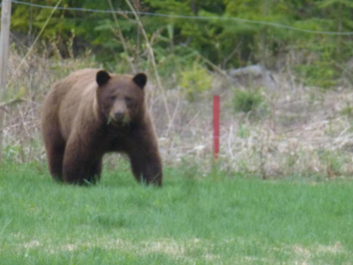 Little Black Bear Lodge/B&B Bridge Lake 외부 사진