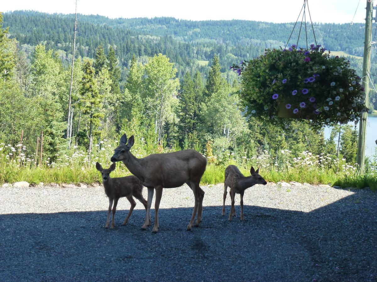 Little Black Bear Lodge/B&B Bridge Lake 외부 사진