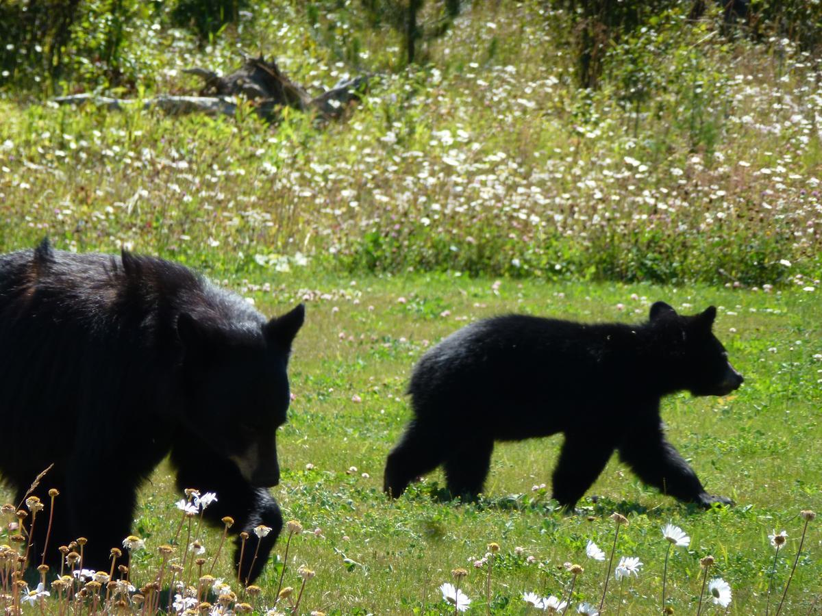 Little Black Bear Lodge/B&B Bridge Lake 외부 사진