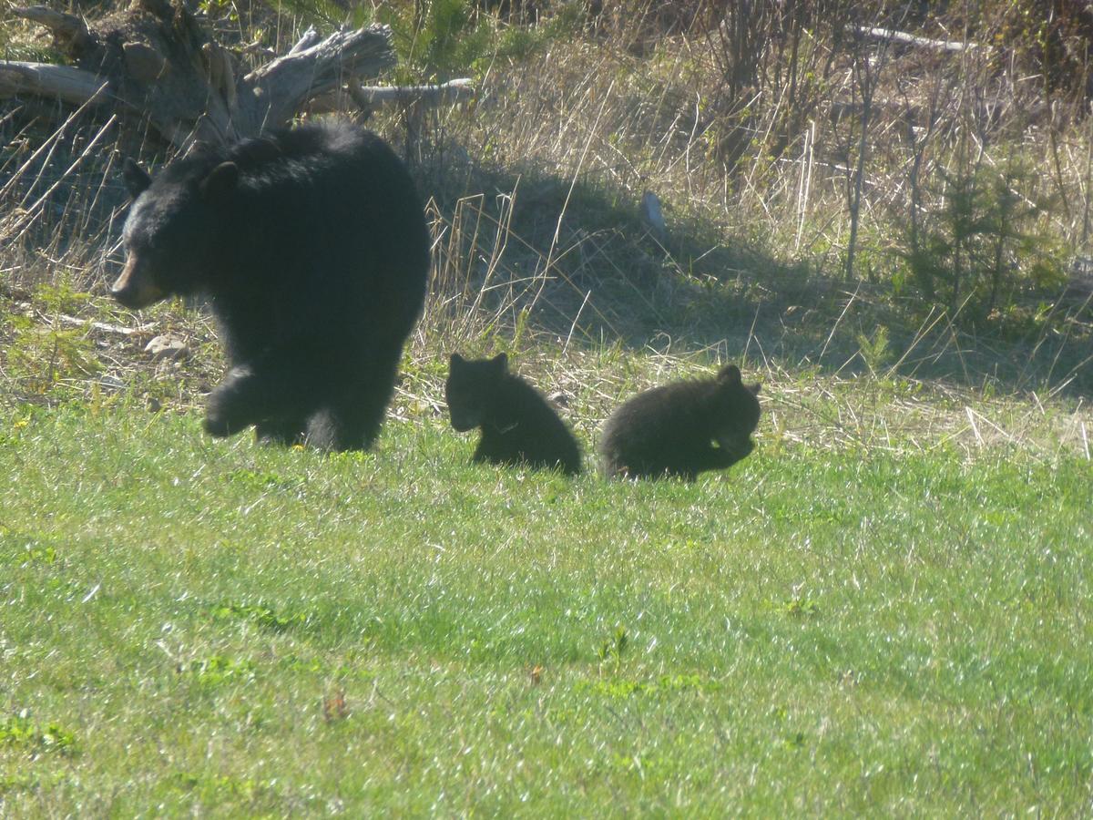 Little Black Bear Lodge/B&B Bridge Lake 외부 사진