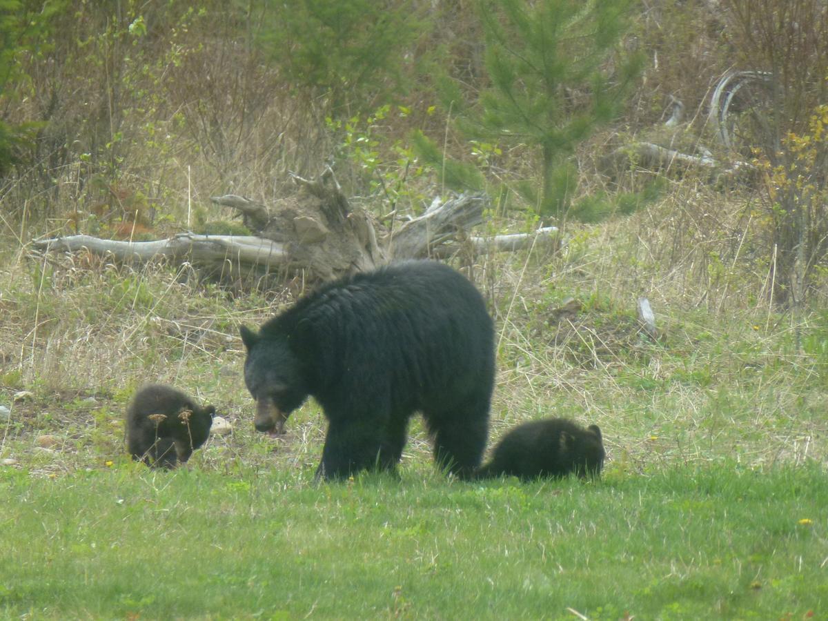 Little Black Bear Lodge/B&B Bridge Lake 외부 사진