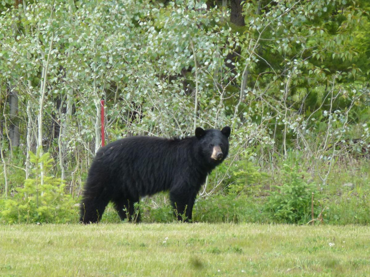 Little Black Bear Lodge/B&B Bridge Lake 외부 사진
