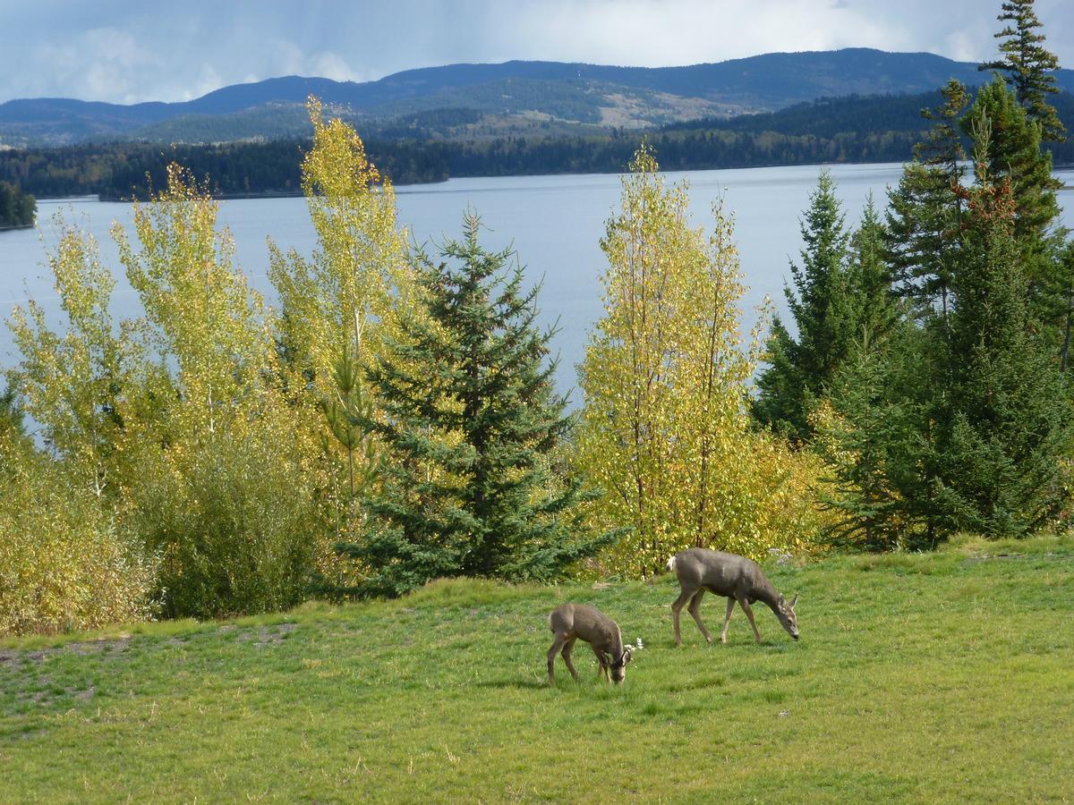 Little Black Bear Lodge/B&B Bridge Lake 외부 사진
