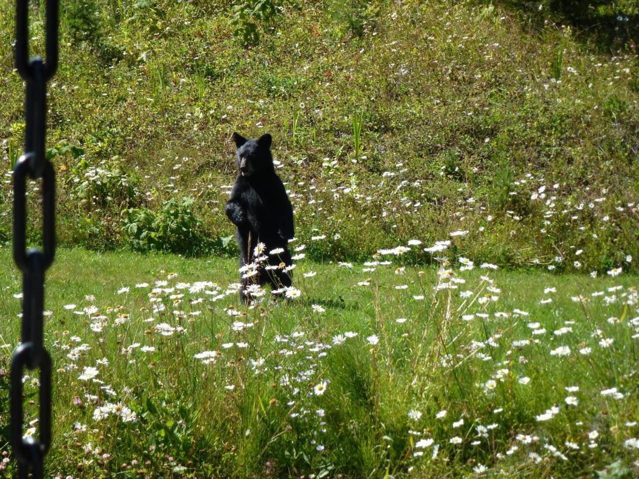Little Black Bear Lodge/B&B Bridge Lake 외부 사진